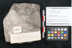 Foto (Objekt + Etikett) von Cassia berenices Unger (NHMW-GEO-2024-0188-8047)